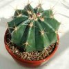 Ferocactus_alamosanus_1